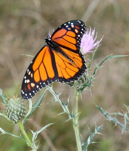 Pollinators230 monarch thistle Pollinators230 monarch thistle